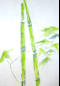 Bambus       Bild CH11